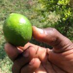 harvesting in haiti