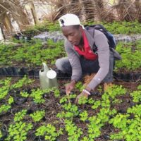Moringa Seedlings