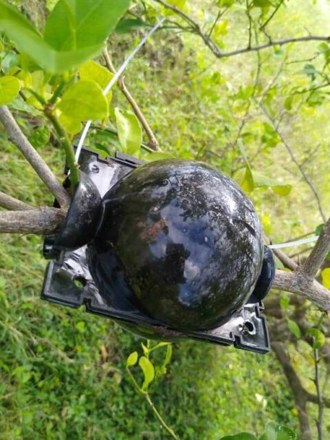 air pod attached to tree to make new tree start