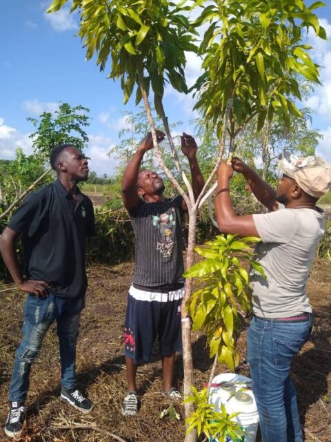 Grafting Different Varieties Onto the Same Tree