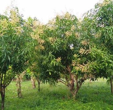 Mango Trees in Bloom