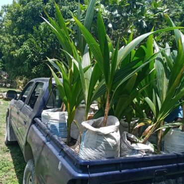 Adding star fruit, sugar apple, coconut trees, cherry, and grapefruit