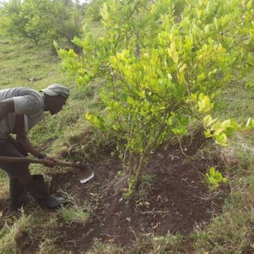 Root weeding a lime tree