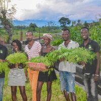 holding moringa harvest