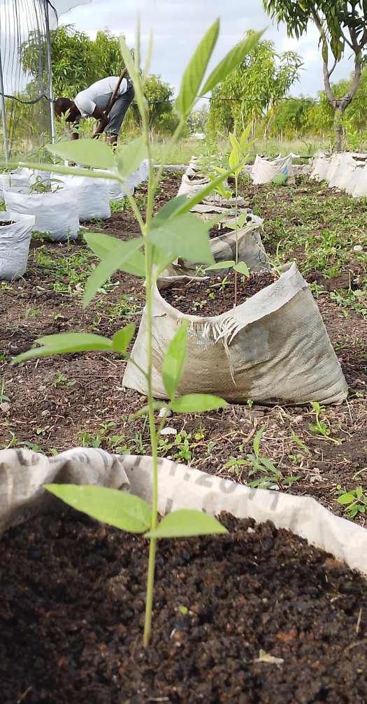 Pigeon Pea Seedlings