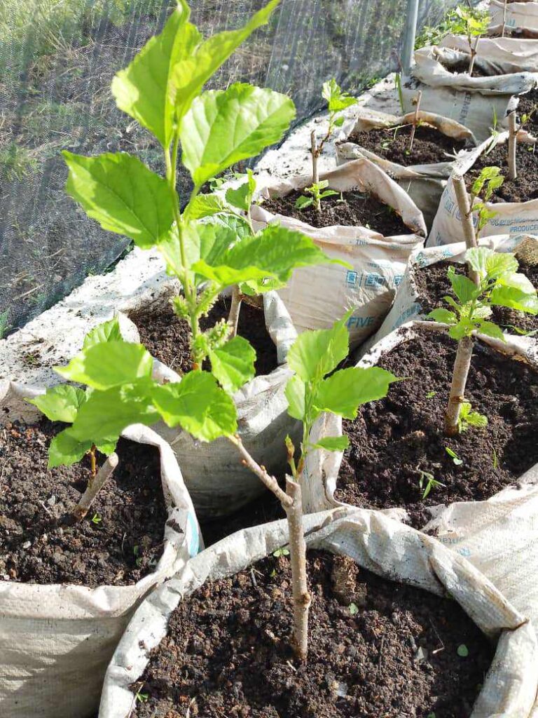 Mulberry seedlings
