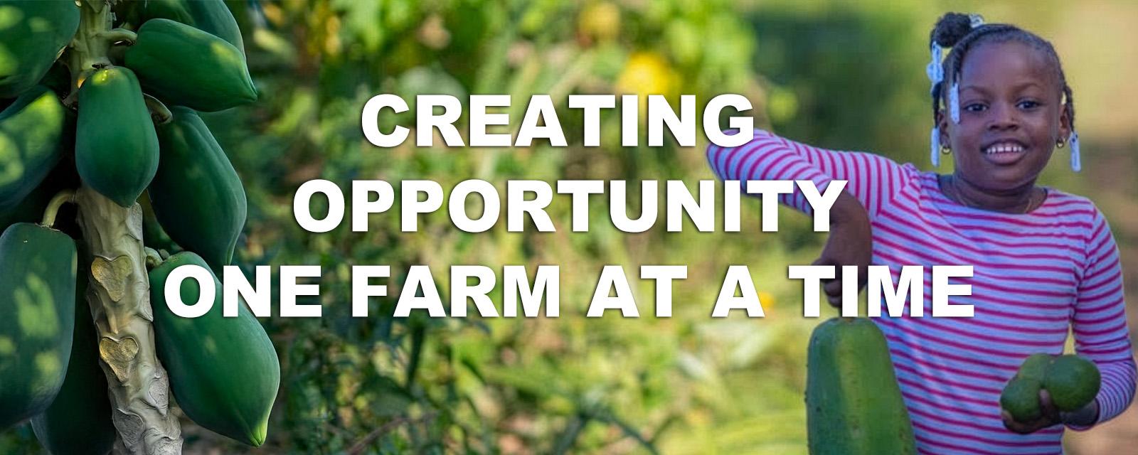 harvesting for haiti