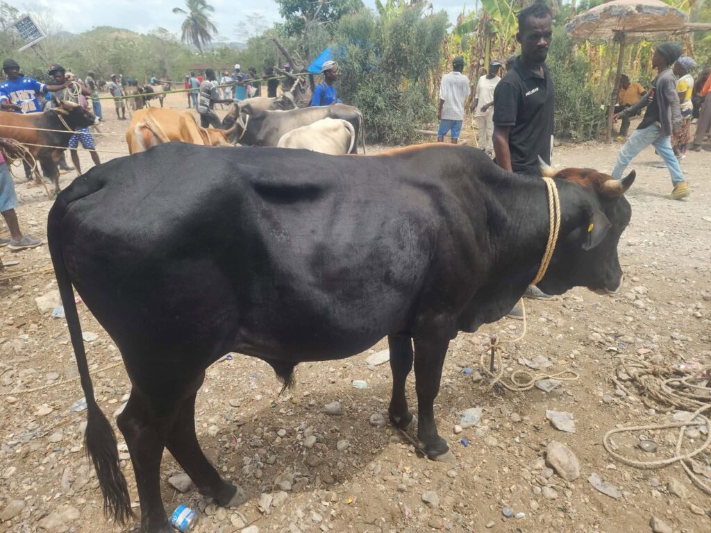 One of the farmers who contracts with PHF leads the newly purchased bull at auction.