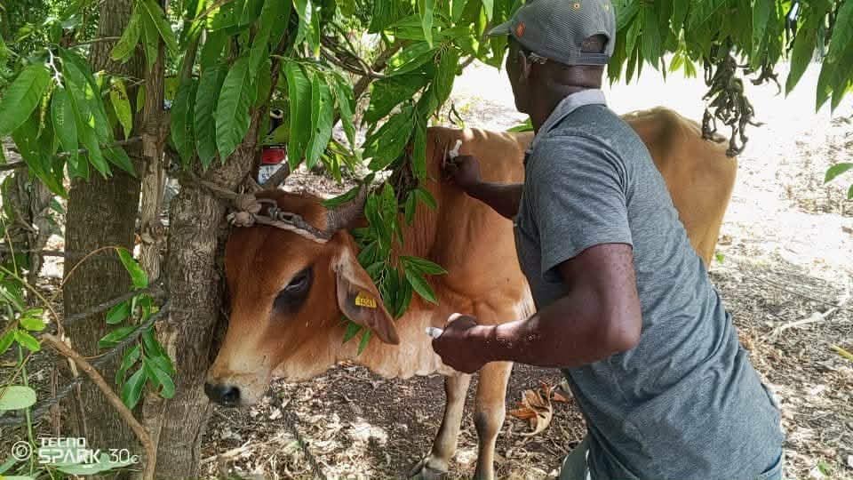 The veterinarian gives the bull first set of vaccines.